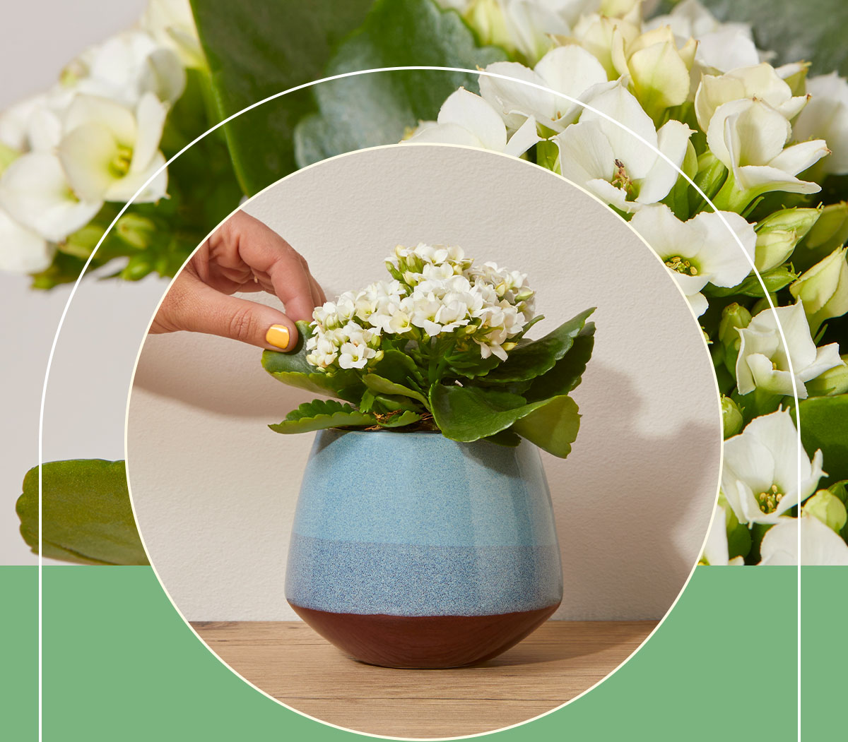 How flowers help us chill The Bouqs Company